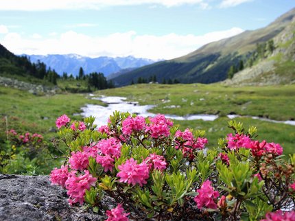 Hotel in Prutz gesucht? Alpenrosen blühen in einem grünen Bergtal mit Fluss und Bergen im Hintergrund