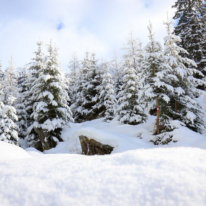 Skitouren Verschneite Tannenbäume in einem Winterwald unter blauem Himmel