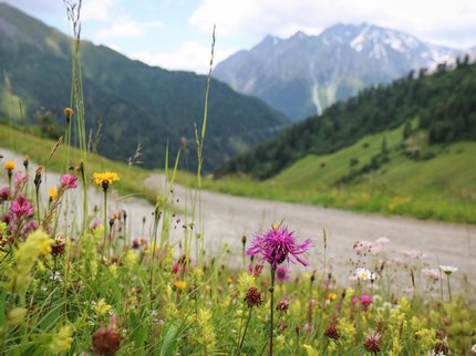 Entdecken Sie im Sommerurlaub die Tiroler Bergseen. Bunte Wildblumen am Wegesrand vor einer Berglandschaft mit Wolken