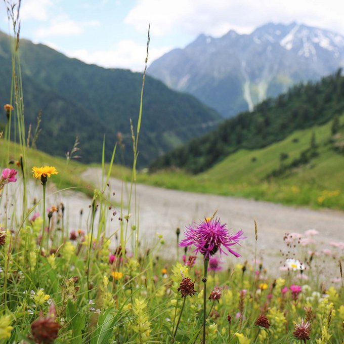 Hiking in the Tyrolean Oberland Colorful wildflowers by a path with mountains and clouds in the background
